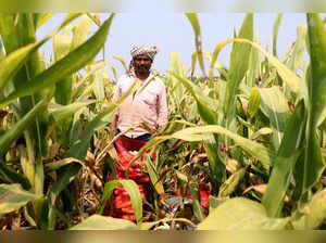 A farmer looks on as he harvests corn in a field in Krishna district