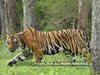 With killer tiger on the prowl, 36 villages put on alert in MP's Raisen