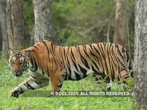 With killer tiger on the prowl, 36 villages put on alert in MP's Raisen:Image