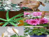 Beware! Poisonous Indian houseplants for your dogs