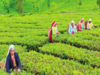 Tea major B&A Ltd ventures into retail segment