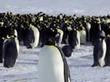 Key Antarctica meetings begin in Kochi on May 20 under shadow of Ukraine conflict