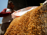 India poised to surpass last year's wheat procurement record