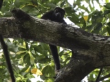 Authorities investigate abrupt deaths of endangered Howler monkeys in Mexico due to extreme heat