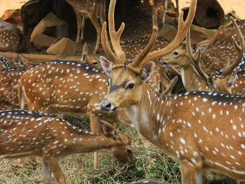 Nagarhole National Park (201 km)