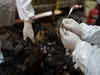 Avian flu outbreak in Ranchi poultry farm, 920 birds culled: Official