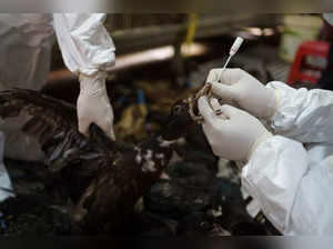 The Disease Detectives Trying to Keep the World Safe From Bird Flu