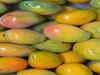 Calcium carbide: Used to ripen mangoes, banned in India; side effects of calcium carbide