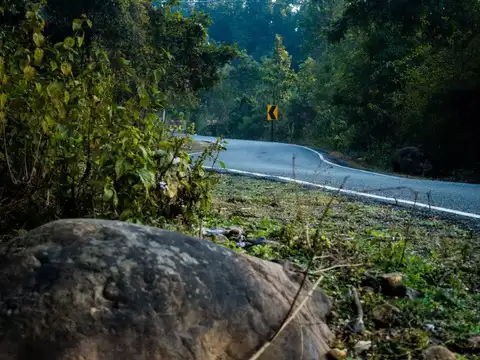 Wildlife corridor
