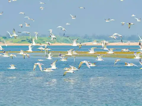 Pulicat Lake