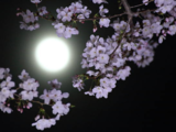 Flower Moon May 2024: Date, time and other important details