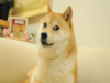 Doge meme & Dogecoin inspiration, Kabosu the dog, dies due to cancer