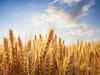 Wheat procurement crosses last year's figure, comfortable to meet demand: Food ministry