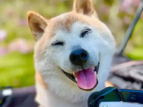 Dogecoin