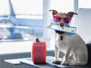 This airline aims to elevate dog travel with first-class flights