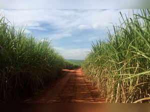 FILE PHOTO: Cane fields are seen in Brazil's center-south main sugar belt in Ribeirao Preto