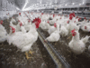 Chicken prices rise by 25% as heat wave cuts poultry production