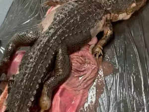 Can you believe?5-foot-long crocodile found in belly of a snake:Image