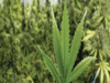 Nepal to legalise marijuana cultivation for medicinal purposes