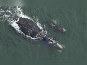 Endangered whale spotted off Carolina coast, confirms NOAA. Everything you may like to know