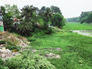 A river once ran through it: The 288-km-long dying Ichhamati is stoking up Bengal's poll furnace