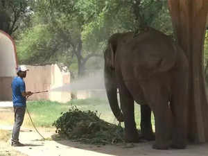 Delhi Zoo sets up, water sprinklers, pools for animals amid increasing heat