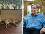 Ratan Tata instructs Taj Hotel Mumbai to be a refuge for a stray pup! Picture goes viral