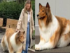 Japanese man spends $14,000 to transform into 'human dog', wants to imitate other animals