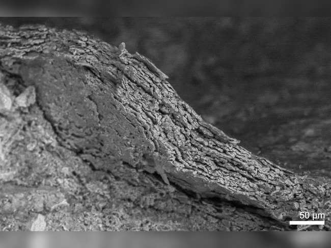 Fossilized skin of the dog-sized Cretaceous Period dinosaur Psittacosaurus from China is shown under an electron microscope