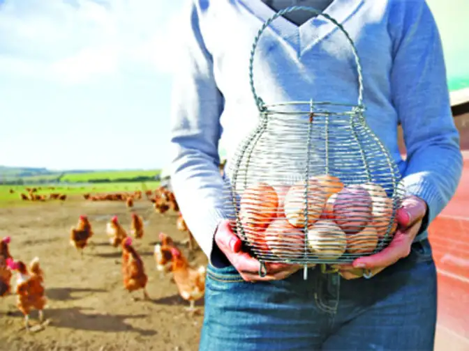How cagefree eggs are more nutritious than regular able eggs The