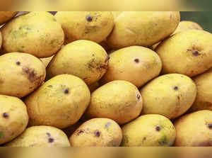 Bad taste for ‘aam aadmi’: How adulterated mangoes pose fresh headache for regulators, consumers:Image