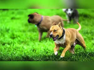 Ban on 23 ‘ferocious’ dog breeds
