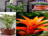 Houseplants that attract peace and calmness in your home