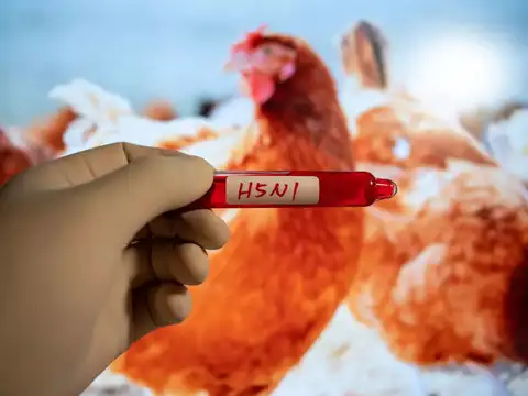 Can it transmit to humans?