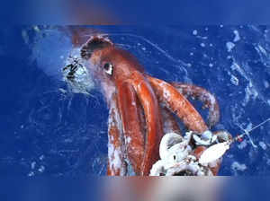 What is the Colossal Squid? Everything about marine animal found in Antarctic Ocean