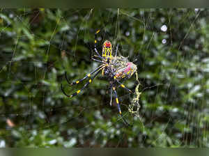 Spider attack in US! Should Americans worry?