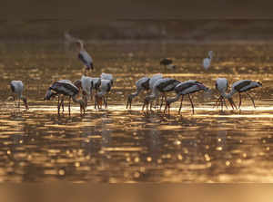 Mehsana: Painted storks at the Thol Bird Sanctuary in Mehsana district, Gujarat....