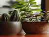 10 Houseplants Which Can Purify Air Indoors