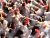 First human case of H5N2 bird flu died from multiple factors: WHO