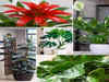 10 houseplants that make your home cool during hot afternoons