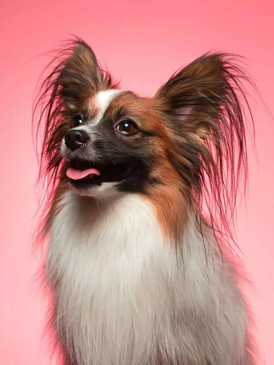 The Best Listeners Top 10 Dog Breeds With Superior Hearing NewsPoint