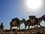 Pakistan's economy missed economic growth target, donkey population rises to 60 lakh in FY24: Economic Survey