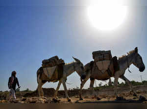 Pakistan donkeys