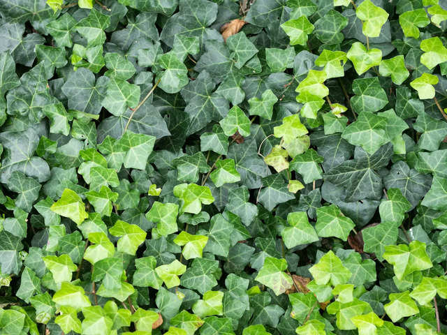 ​Ground cover plants​