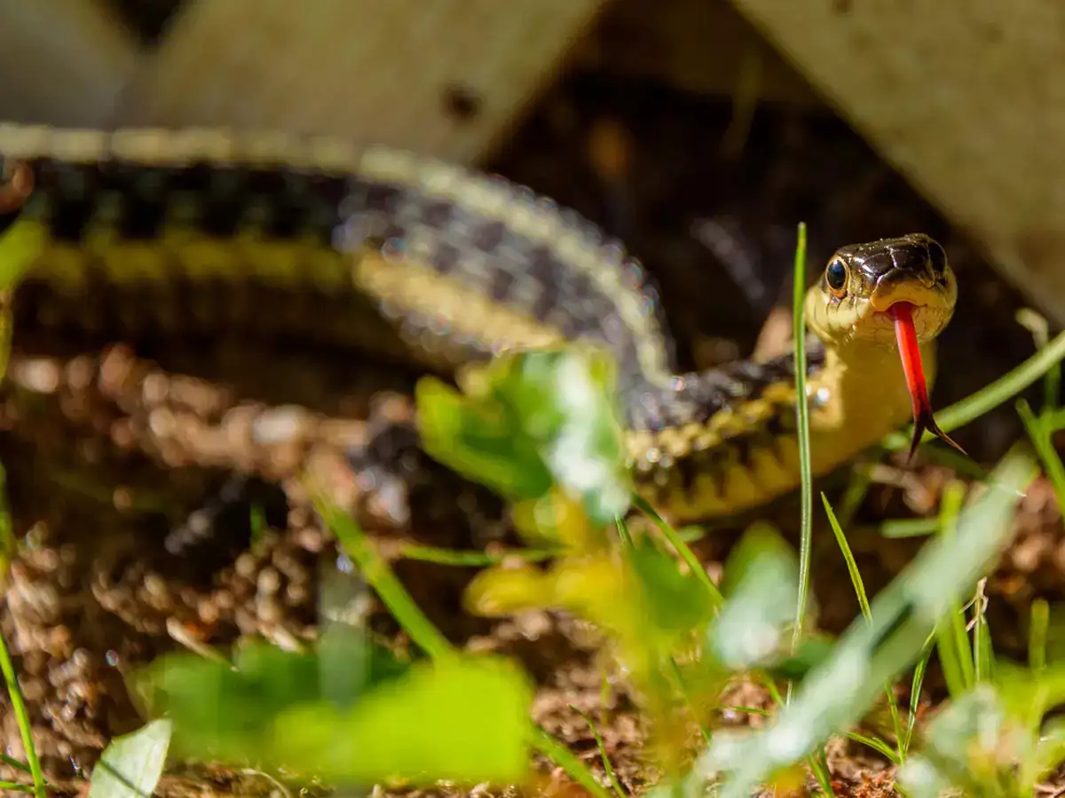 Discover plants that attract snakes to your garden - Snake-attracting plants