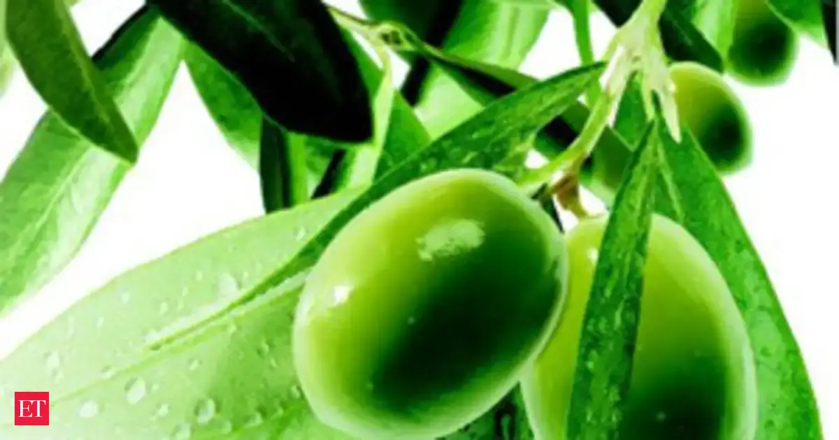 Rajasthan's homegrown Olives: Farmers see new promise in Mediterranean ...
