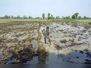Amritsar: A farmer ploughs a field to plant paddy saplings during a hot summer d...