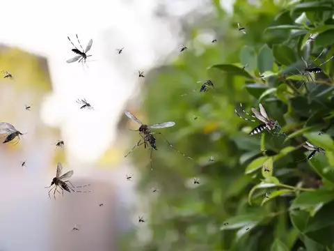 Beware of mosquitoes and diseases