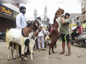 Nagpur: Vendors with their goats at a livestock market ahead of Eid al-Adha, in ...