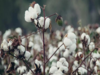 US cotton body seeks removal of 11% import duty on short staple cotton